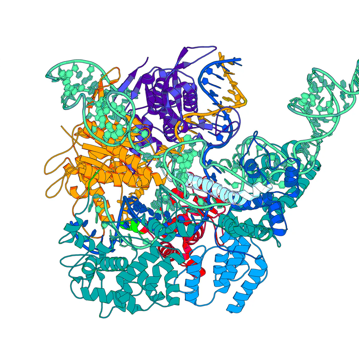 PyMOL illustration of a Cas9 protein bound to guide RNA and double-stranded DNA